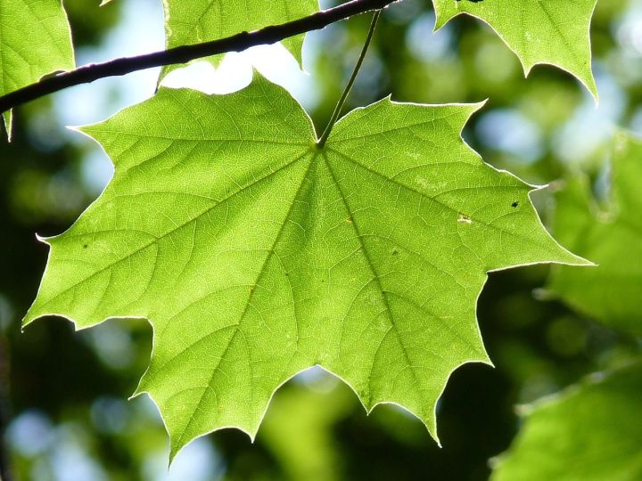 Kļavu lapu cepuru izgatavošanas meistarklase