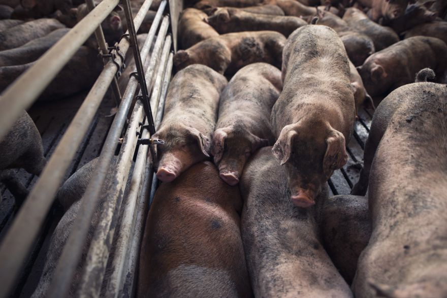 PVD: Cūku iznīcināšana Āfrikas cūku mēra skartajā "Baltic Pork" novietnē prasīs aptuveni mēnesi