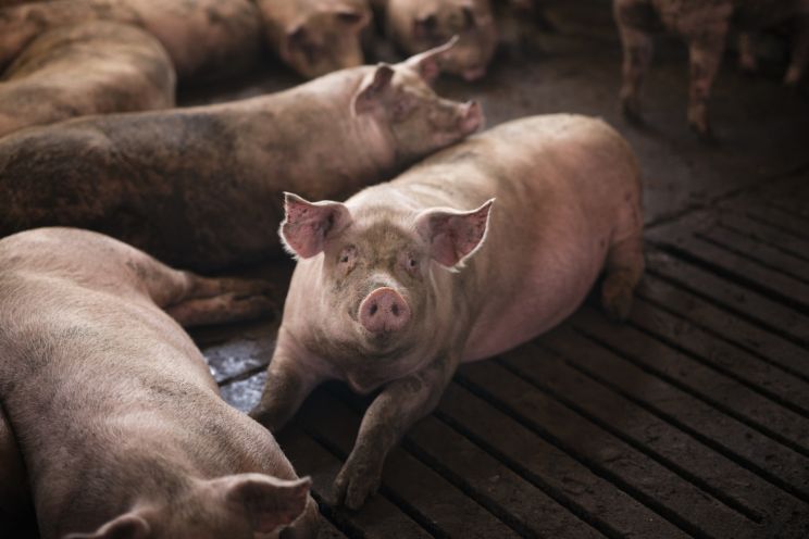 Attēls rakstam: "Baltic Pork" plāno piešķirt 2,3 miljonus eiro kompensāciju par Āfrikas cūka mēra radītajiem zaudējumiem
