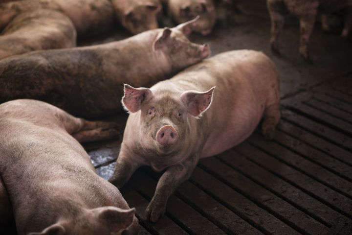 "Baltic Pork" plāno piešķirt 2,3 miljonus eiro kompensāciju par Āfrikas cūka mēra radītajiem zaudējumiem