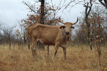 Attēls rakstam: Ceturtdiena būs samērā silta un mākoņaina