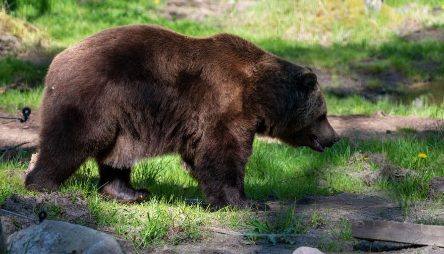 Lāča nonāvēšanas skandāls Ogres novadā: aizdomas par rūpīgi plānotu slepkavību un citu mednieku iesaisti