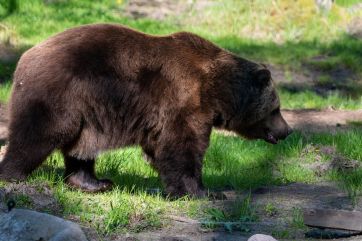 Attēls rakstam: Lāča nonāvēšanas skandāls Ogres novadā: aizdomas par rūpīgi plānotu slepkavību un citu mednieku iesaisti