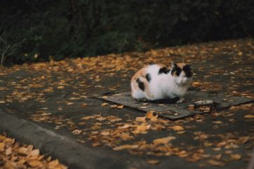 Attēls rakstam: Ceturtdiena būs daudz siltāka, nekā sākumā varētu šķist