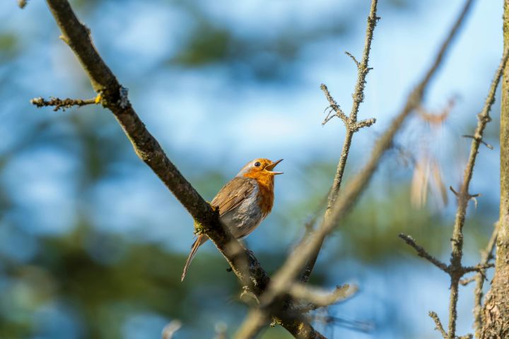 Latvijā gaidāmas dzestras naktis un pavasarīgi siltas pēcpusdienas