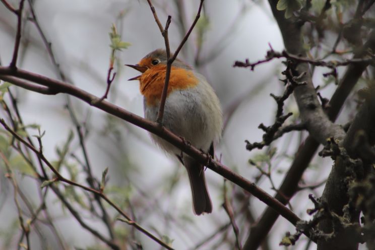 Attēls rakstam: Putnu modināšana kopā ar ansambli "Tī mažors" un kori "Lōja"