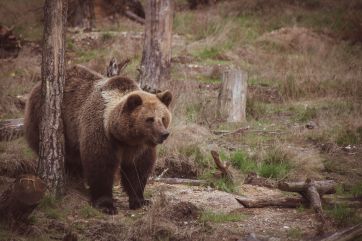 Attēls rakstam: Pabeigta izmeklēšana par tīšu brūnā lāča nogalināšanu Taurupes pagastā – šāvējam draud bargs sods