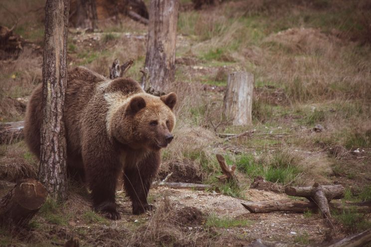 Attēls rakstam: Pabeigta izmeklēšana par tīšu brūnā lāča nogalināšanu Taurupes pagastā – šāvējam draud bargs sods