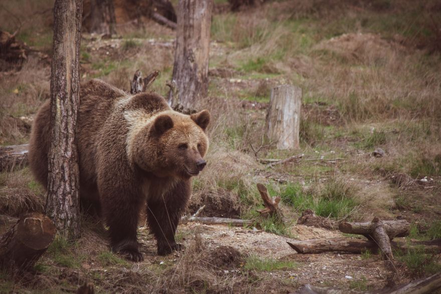 Pabeigta izmeklēšana par tīšu brūnā lāča nogalināšanu Taurupes pagastā – šāvējam draud bargs sods