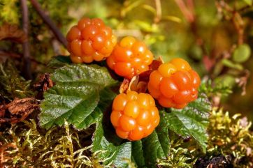 Attēls rakstam: Par gada augu izvēlēta lācene