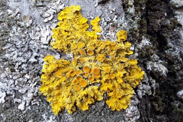 Attēls rakstam: Par gada ķērpi izvēlēts dzeltenais sienasķērpis