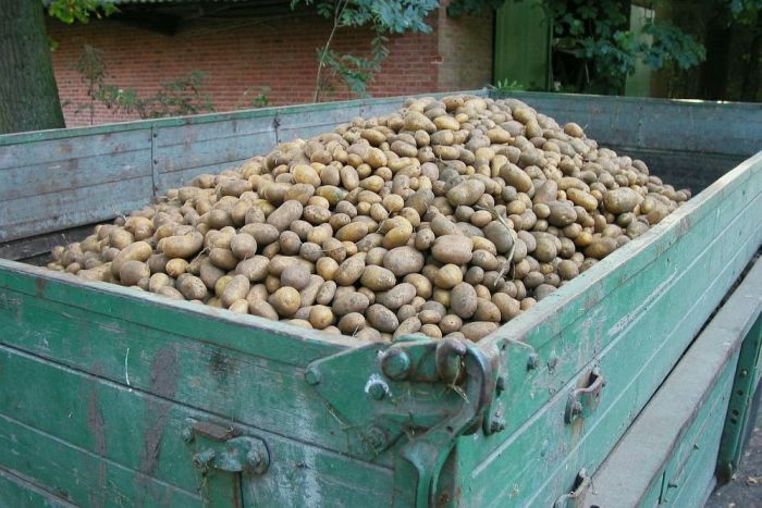 Kartupeļu un ābolu ražas laiks – kā tos uzglabāt?