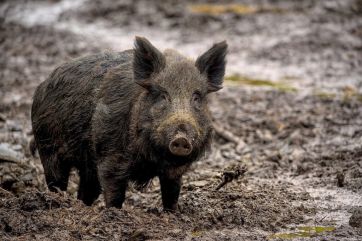 Attēls rakstam: Ogres novada Taurupes pagastā nomedītās mežacūkas vairs nebūs obligāti jāizmeklē uz Āfrikas cūku mēri