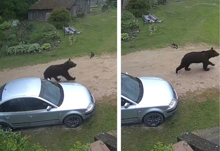 Lācis Meņģelē! Rīta pastaiga fiksēta videonovērošanas kamerā