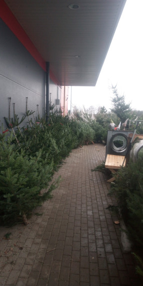 Kur meklēt skaitu Ziemassvētku eglīti Ogrē?