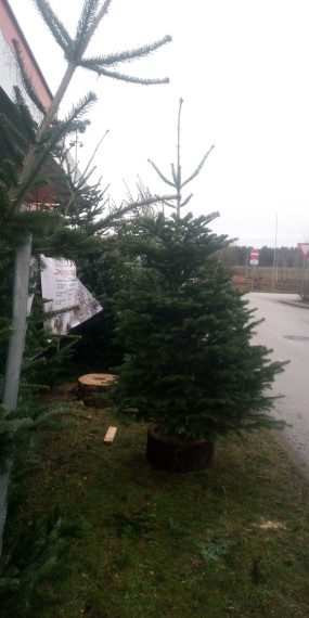 Kur meklēt skaitu Ziemassvētku eglīti Ogrē?