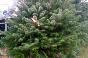 Attēls rakstam: Kur meklēt skaistu Ziemassvētku eglīti Ogrē?