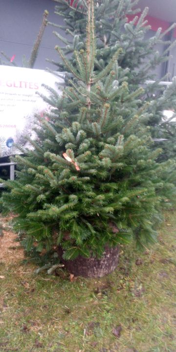 Kur meklēt skaitu Ziemassvētku eglīti Ogrē?