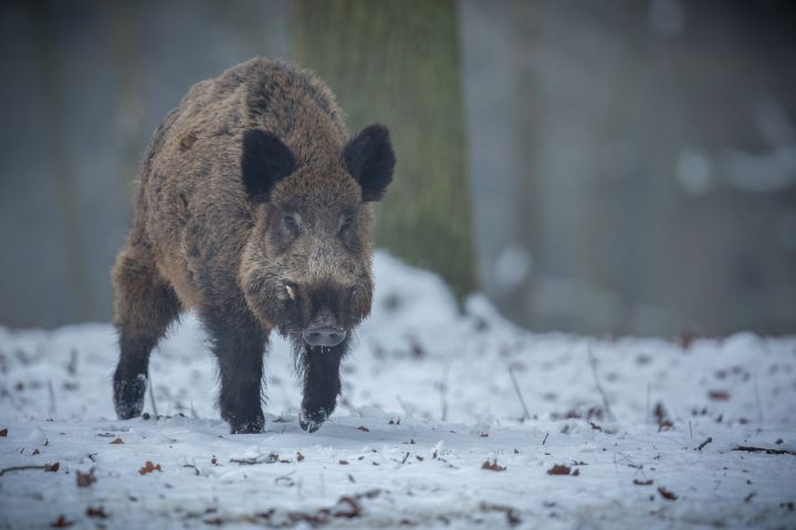 Āfrikas cūku mēris pagājušajā nedēļā konstatēts 73 mežacūkām, tostarp 11 Ogres novadā