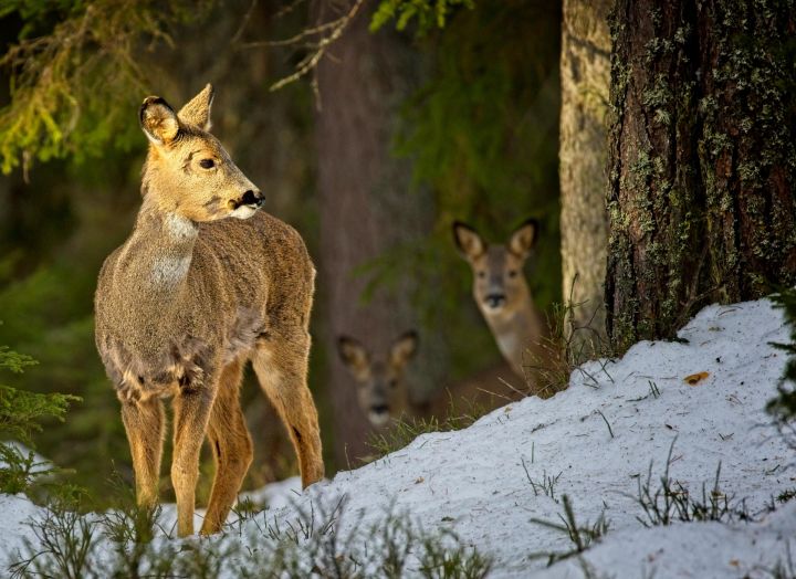 Andris Upenieks: Laukos ziemas miegs vien šķietami rādās