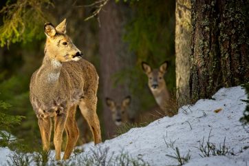 Attēls rakstam: Andris Upenieks: Laukos ziemas miegs vien šķietami rādās