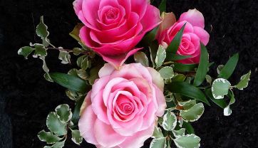 Attēls rakstam: Lai rozes skaisti ziedētu