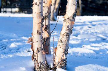 Attēls rakstam: Pirmspēdējā gada dienā Ogrē saule mīsies ar mākoņiem