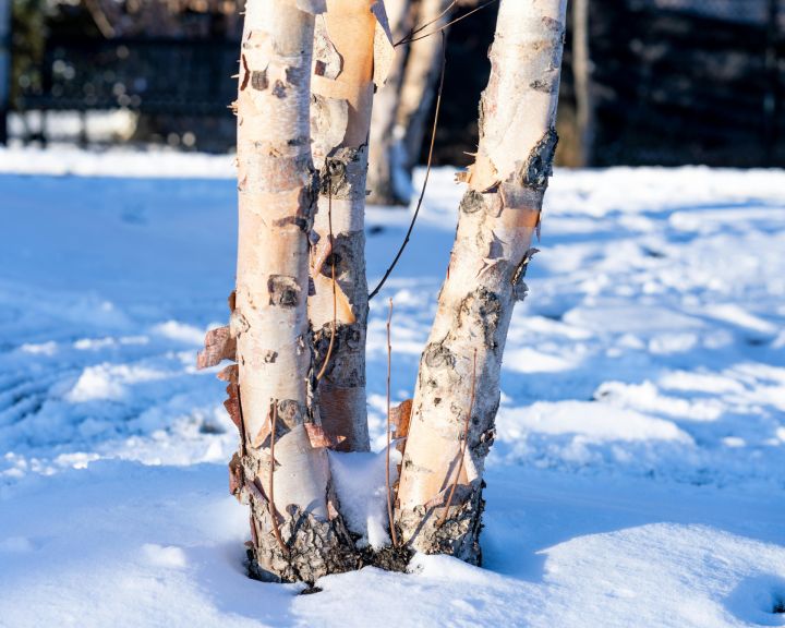 Pirmspēdējā gada dienā Ogrē saule mīsies ar mākoņiem