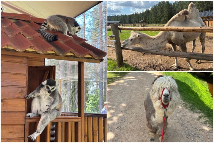 FOTO: Ideja brīvdienām ārpus Ogres novada: pie kamieļiem, lemūriem un brīvdomātājas lamas