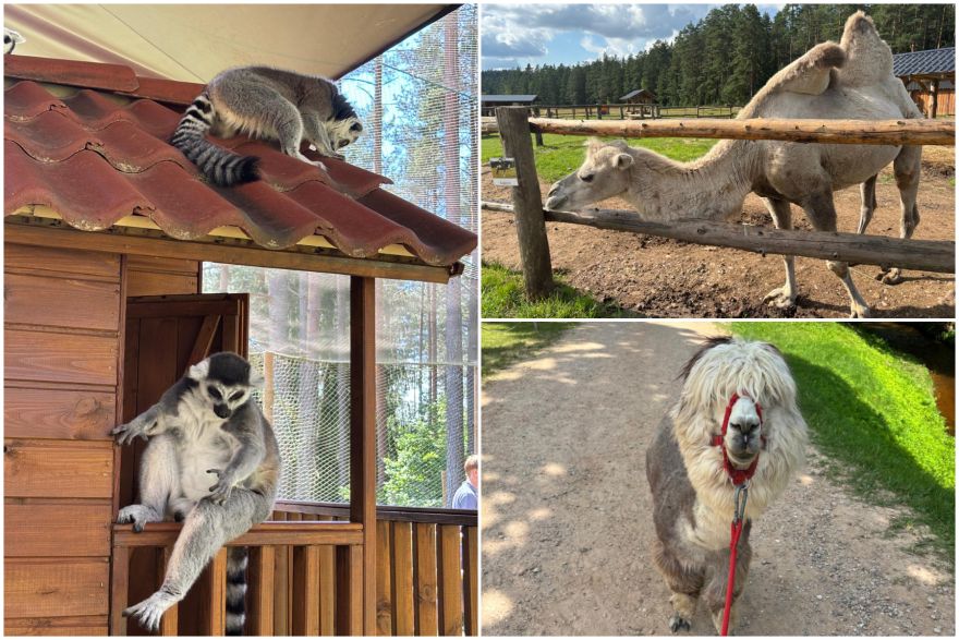 FOTO: Ideja brīvdienām ārpus Ogres novada: pie kamieļiem, lemūriem un brīvdomātājas lamas