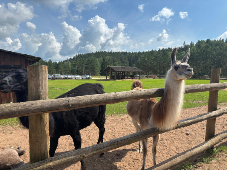 FOTO: Ideja brīvdienām ārpus Ogres novada: pie kamieļiem, lemūriem un brīvdomātājas lamas