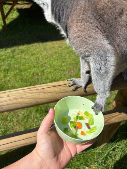 FOTO: Ideja brīvdienām ārpus Ogres novada: pie kamieļiem, lemūriem un brīvdomātājas lamas