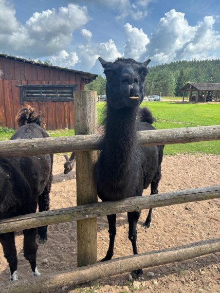 FOTO: Ideja brīvdienām ārpus Ogres novada: pie kamieļiem, lemūriem un brīvdomātājas lamas