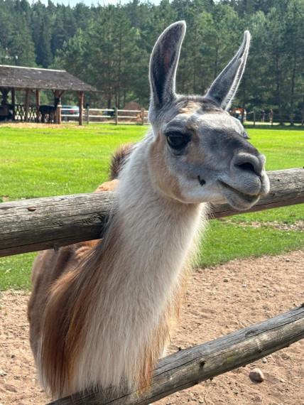 FOTO: Ideja brīvdienām ārpus Ogres novada: pie kamieļiem, lemūriem un brīvdomātājas lamas