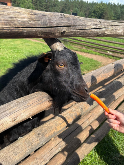 FOTO: Ideja brīvdienām ārpus Ogres novada: pie kamieļiem, lemūriem un brīvdomātājas lamas