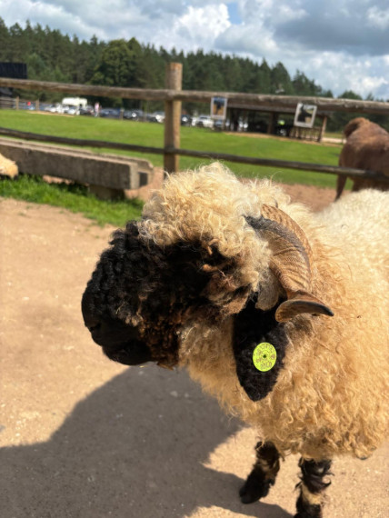 FOTO: Ideja brīvdienām ārpus Ogres novada: pie kamieļiem, lemūriem un brīvdomātājas lamas