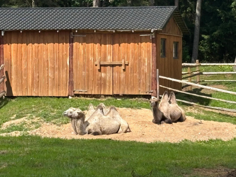 FOTO: Ideja brīvdienām ārpus Ogres novada: pie kamieļiem, lemūriem un brīvdomātājas lamas