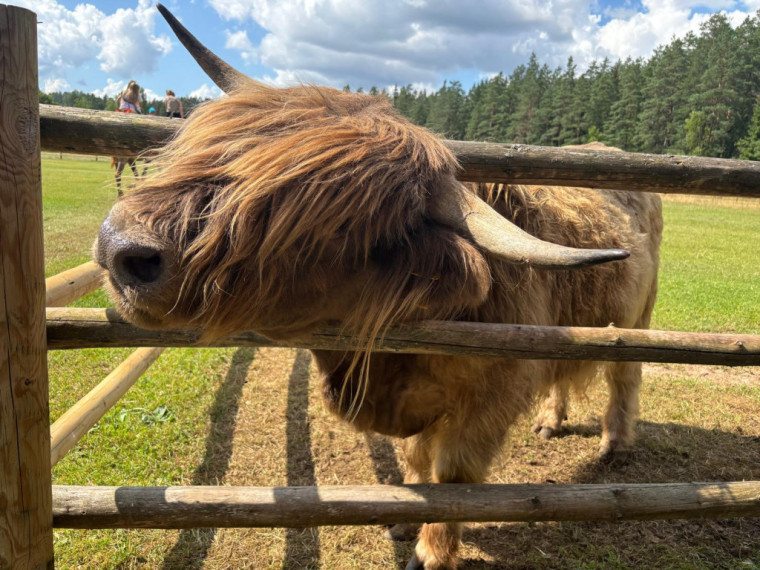 FOTO: Ideja brīvdienām ārpus Ogres novada: pie kamieļiem, lemūriem un brīvdomātājas lamas