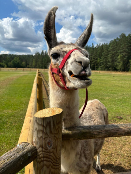 FOTO: Ideja brīvdienām ārpus Ogres novada: pie kamieļiem, lemūriem un brīvdomātājas lamas