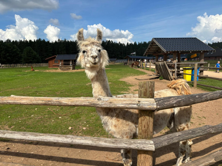FOTO: Ideja brīvdienām ārpus Ogres novada: pie kamieļiem, lemūriem un brīvdomātājas lamas