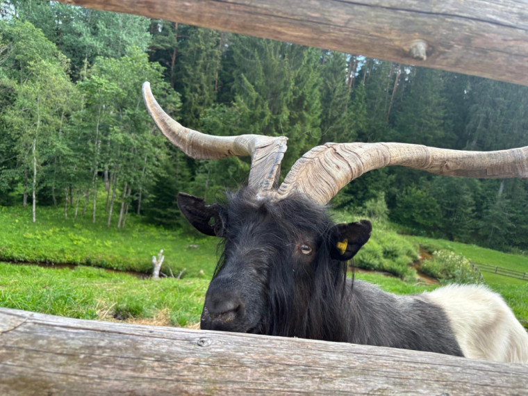 FOTO: Ideja brīvdienām ārpus Ogres novada: pie kamieļiem, lemūriem un brīvdomātājas lamas