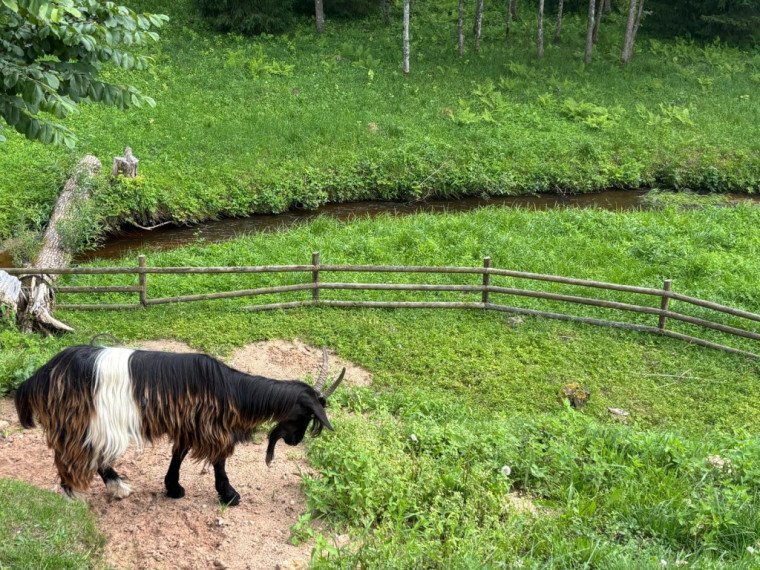 FOTO: Ideja brīvdienām ārpus Ogres novada: pie kamieļiem, lemūriem un brīvdomātājas lamas