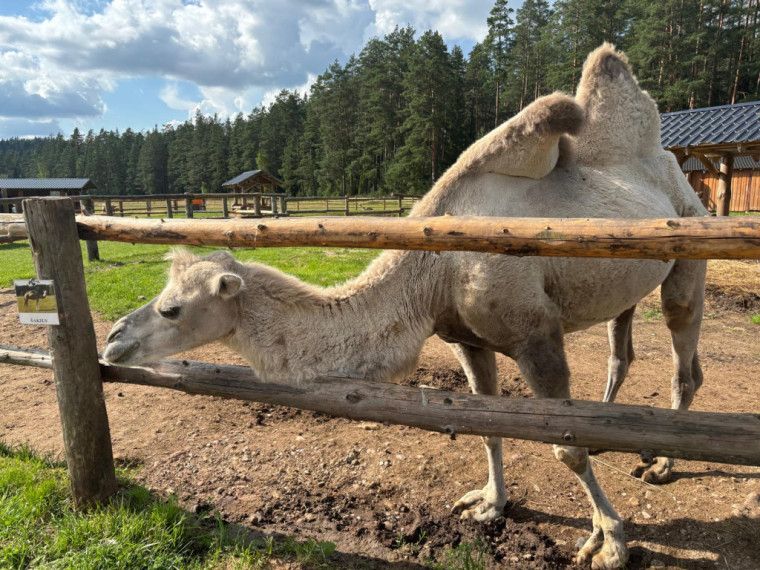 FOTO: Ideja brīvdienām ārpus Ogres novada: pie kamieļiem, lemūriem un brīvdomātājas lamas