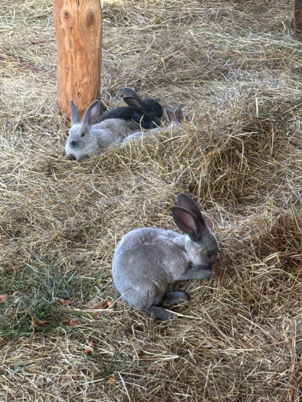 FOTO: Ideja brīvdienām ārpus Ogres novada: pie kamieļiem, lemūriem un brīvdomātājas lamas