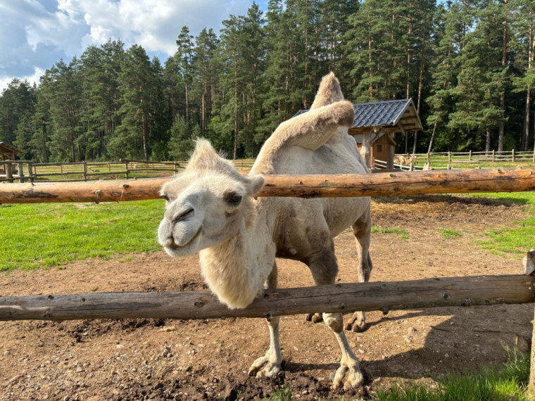 FOTO: Ideja brīvdienām ārpus Ogres novada: pie kamieļiem, lemūriem un brīvdomātājas lamas