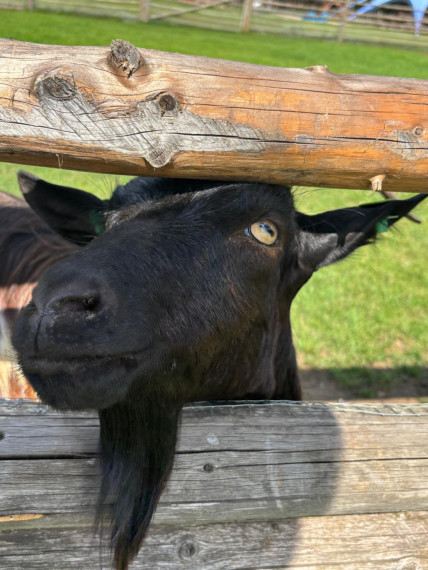 FOTO: Ideja brīvdienām ārpus Ogres novada: pie kamieļiem, lemūriem un brīvdomātājas lamas