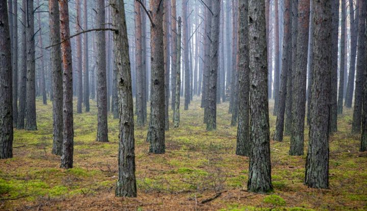 Notiks iedzīvotāju sarunas par plānotajām mežizstrādēm un sanitārajām cirtēm Ogres novadā