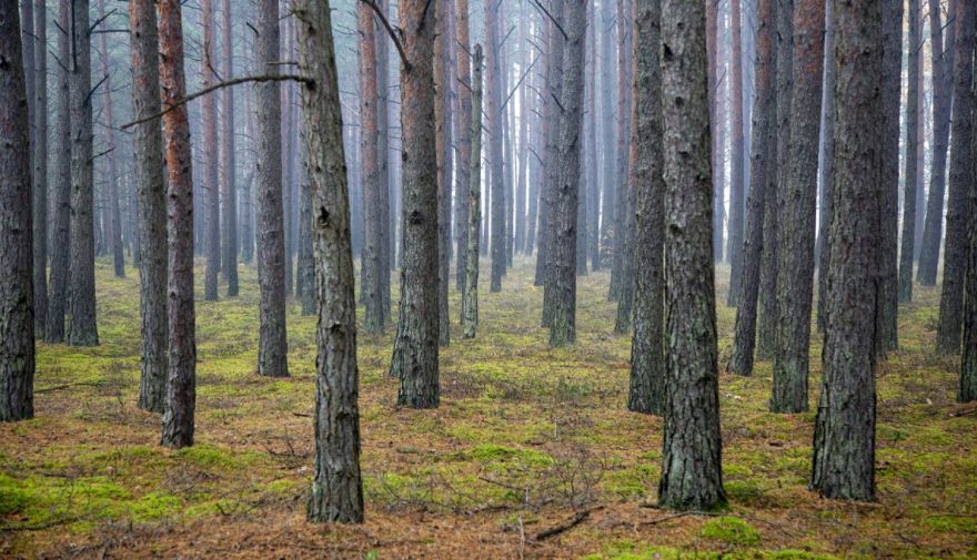 Notiks iedzīvotāju sarunas par plānotajām mežizstrādēm un sanitārajām cirtēm Ogres novadā