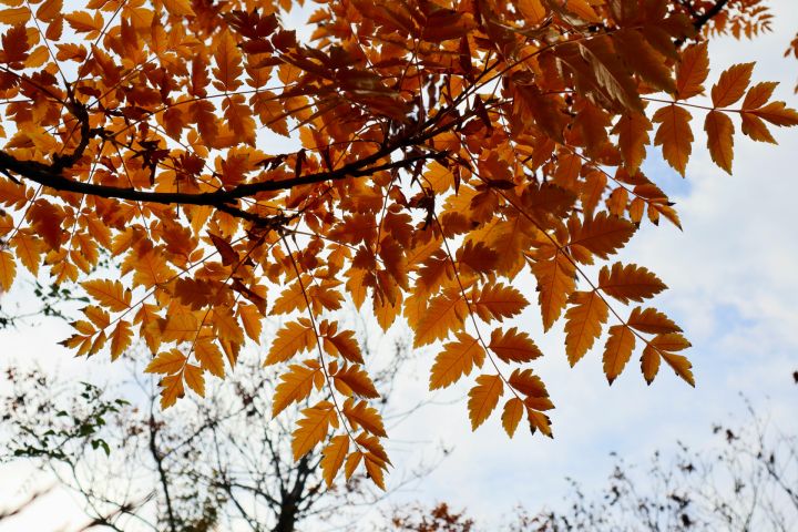 Novembra sākumā gaidāms silts un brīžiem lietains laiks
