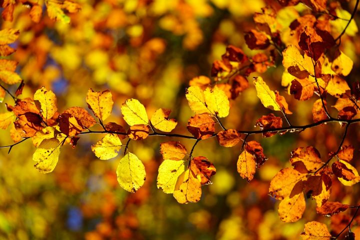 Pēc vēsa mēneša sākuma novembrī gaidāms silts laiks